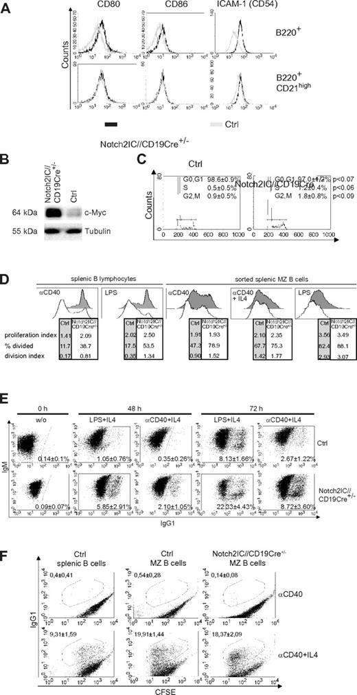 Figure 4. Notch2IC-expressing B cells are preactivated and hyperresponsive to LPS and α-CD40 stimulation in vitro. (A) Notch2IC-expressing B cells express similar levels of CD80, CD86, and ICAM-1 as wt MZ B cells. Splenocytes were stained with antibodies specific for the indicated surface markers. Histograms show overlays of surface expression of the indicated molecules on lymphocyte-gated, B220+, hCD2+ B cells from Notch2IC//CD19Cre+/− (black line) and on lymphocyte-gated, B220+ B cells from control (gray line) mice (top). Histograms in the bottom row are additionally gated on CD21high cells to compare Notch2IC-expressing MZ B/MZ B precursor cells with control MZ B/MZ B precursor cells. Data are representative for 3 independent experiments. (B) Notch2IC-expressing B cells display higher c-Myc levels in comparison to control B cells. Splenic B cells were purified from Notch2IC//CD19Cre+/− and control mice, and whole-cell extracts from unstimulated cells were subjected to immunoblot analysis with the use of an antibody specific for c-Myc. Equal protein loading was controlled by α-tubulin staining. The result is representative for 5 independent experiments. (C) Slightly enhanced proliferation of Notch2IC-expressing B cells in comparison to control B cells directly after ex vivo isolation. Splenic B cells from Notch2IC//CD19Cre+/− and control mice were stained with propidium iodide and were subjected to flow cytometry for cell-cycle analysis. Markers indicate cells in phase G0+G1 (left), S (middle), and G2+M (right) of the cell cycle. Numbers indicate the mean percentages with SDs, and P values of 4 independent experiments. (D) The considerable higher proliferation rate of Notch2IC-expressing MZ B cells in comparison to control B cells is caused by their MZ B-cell phenotype. Splenic B cells or sorted MZ B cells of Notch2IC//CD19Cre+/− and control mice were labeled with CFSE and cultured for 3 days with the indicated stimuli. After 3 days, proliferation profiles of propidium iodide–negative cells were assessed by flow cytometric analysis and are displayed in the histograms. The tables under each histogram show the proliferation index (average number of divisions of proliferating cells), percentage divided (percentage of cells that initially start to divide), and the division index (average number of divisions of all cells). Values were calculated with the FlowJo Version 8.8.6 software. Numbers indicate values of 1 representative of 4 (splenic B lymphocytes) or 3 (sorted splenic MZ B cells) independent experiments. MZ B cells were sorted with a FACS Aria after staining of the surface markers B220, CD21, and CD23. In the case of sorted MZ B cells as controls either wt or CD19Cre+/− B cells were used. Both controls displayed the same proliferation abilities. Before cell sorting the cells were enriched by depleting CD43+ and CD23+ cells with magnetic beads. (E) After stimulation, switching to IgG1 is enhanced in Notch2IC-expressing B cells in comparison to control B cells. Splenic B cells of Notch2IC//CD19Cre+/− and control mice were cultured with α-CD40 and IL-4, LPS and IL-4, or without stimulation (w/o). After indicated culture times, cells were stained for IgM, IgG1, and hCD2. Numbers indicate mean percentages and SDs of IgG1+ control B cells and IgG1+, hCD2+ Notch2IC-expressing B cells of 3 independent experiments. Only propidium iodide–negative cells were included in the analysis. (F) The switching activity is similar after stimulation of sorted MZ B cells from Notch2IC//CD19Cre+/− and control mice. MZ B cells were sorted as described in panel C and cultured with α-CD40 or α-CD40+IL-4 for 3 days. Unsorted splenic B cells from control mice were included. Numbers indicate mean percentages of 3 independent experiments and SDs.