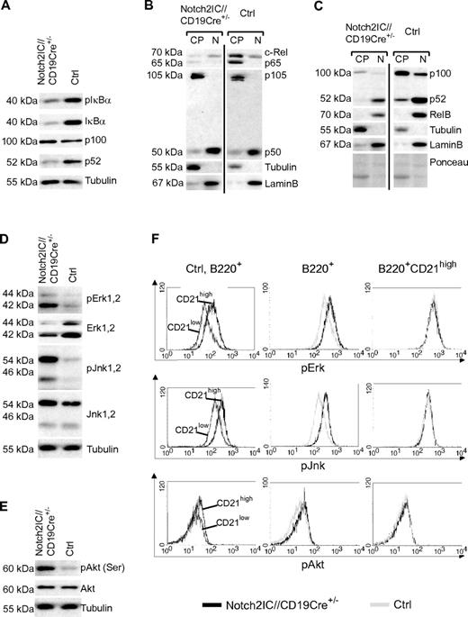 Figure 5. Activated signaling pathways in Notch2IC-expressing B cells. (A) Decreased levels of pIκBα, IκBα, and p52 in Notch2IC-expressing B cells. Whole-cell extracts from unstimulated cells were subjected to immunoblot analysis with the use of antibodies specific for pIκBα (Ser32/36), IκBα, or an antibody specific for p100/p52. Equal protein loading was controlled by α-tubulin staining. The result is representative for 5 independent experiments. (B-C) The basal activity of the noncanonical NF-κB pathway is decreased in Notch2IC-expressing B cells. Cytoplasmic (CP) and nuclear (N) levels of NF-κB components of splenic B cells from Notch2IC//CD19Cre+/− and control mice were analyzed by immunoblot with the use of the indicated antibodies. Purity of cytoplasmic and nuclear extracts and equal protein loading were verified by α-tubulin, α-LaminB, and Ponceau staining, respectively. The experiment was performed 4 times. (D-E) In comparison to splenic control B cells, the basal activity of MAPKs and Akt is increased in Notch2IC-expressing B cells. Whole-cell extracts from unstimulated cells were subjected to immunoblot analysis with the use of antibodies specific for pJnk1/2 (Thr183/Tyr185), pErk1/2 (Thr202/Tyr204), pAkt (pS473), and the corresponding nonphosphorylated forms. Equal protein loading was controlled by α-tubulin staining. The result is representative for 5 independent experiments. (F) The phosphorylation of Erk, Jnk, and Akt is higher in wt MZ B cells in comparison to Fo B cells, but it is comparable in Notch2IC-expressing and wt MZ B cells. Splenocytes from Notch2IC//CD19Cre+/− and control mice were fixed, permeabilized, and intracellularly stained with antibodies specific for the indicated phosphorylated signaling molecules and analyzed by FACS. Histograms show overlays of the abundance of the indicated molecules on lymphocyte-gated, B220+ B cells comparing (1) CD21high (dark gray) and CD21low (black) control B-cell populations (left), (2) hCD2+ Notch2IC//CD19Cre+/− (black line) and control (gray line) total B cells (middle), or (3) hCD2+ Notch2IC//CD19Cre+/− (black line) and control (gray line) CD21high B cells (right). Data are representative for 4 independent experiments.