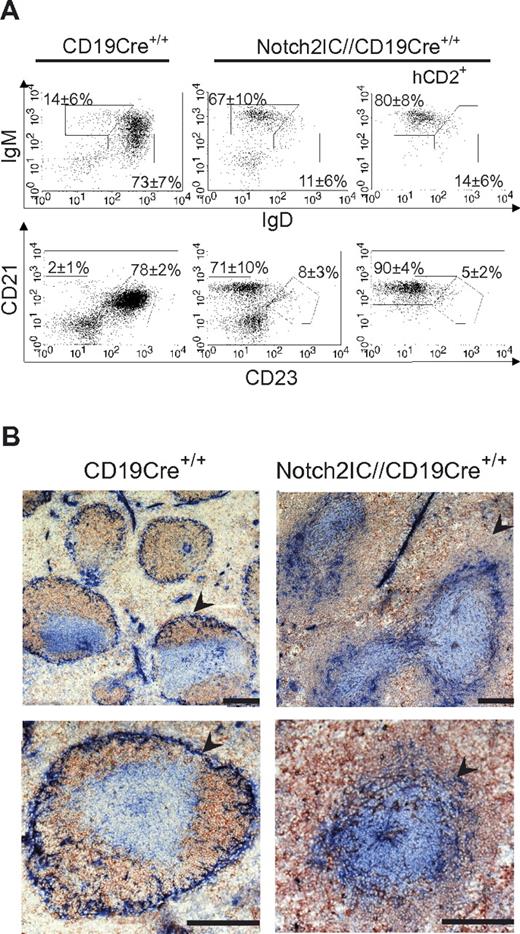 Figure 6. Notch2IC induces MZ B-cell development despite the absence of CD19. (A) In the spleen, most of Notch2IC-expressing, CD19-deficient B cells adopt a MZ B-cell phenotype. Splenic lymphocytes from mice of the indicated genotypes were analyzed by flow cytometry for the expression of IgM and IgD (top) or CD21 and CD23 (bottom). Numbers indicate mean percentages and SDs of lymphocyte-gated populations of B220+ B cells. The plots are pregated on lymphocytes and B220+ cells. The right panel is additionally gated on hCD2, displaying the distribution of Notch2IC-expressing cells. Fo B cells (IgM+IgD+), MZ B and transitional B cells (IgM+IgDlow; top); Fo B cells (CD21intCD23+) and MZ B cells (CD21highCD23low; bottom). The calculation is based on 3 independent experiments. (B) Notch2IC-expressing, CD19-deficient B cells are located in the MZ. Immunohistochemical staining of splenic cryosections from mice of the indicated genotypes for MOMA-1+ metallophilic macrophages (α-MOMA-1; blue), IgM+ B cells (α-IgM; red), and CD3+ T cells (α-CD3; blue). The MZ is indicated by arrows. Scale bar: 250 μm.