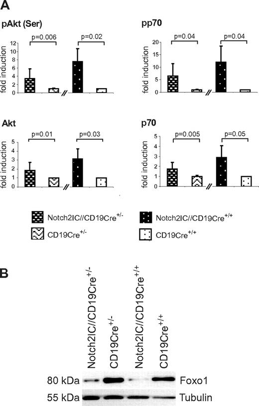 Figure 7. CD19-deficient, Notch2IC-expressing B cells show increased phosphorylation of Akt and regulation of Akt downstream targets. (A) Graphs show mean values with SDs of the fold induction of indicated phosphorylated and nonphosphorylated proteins in relation to GSK3β, determined by densitometry of Western blots. Values from Notch2IC//CD19Cre+/− mice are displayed as n-fold of values from CD19Cre+/− control mice, which were set to 1. Analogously, values from Notch2IC//CD19Cre+/+ mice are displayed as n-fold of values from CD19Cre+/+ control mice, which were set to 1. Mean values were calculated from 4 independent experiments. (B) In comparison to control B cells, Foxo1 levels are decreased in Notch2IC-expressing B cells. Splenic B cells were purified from mice with indicated genotypes, and whole-cell extracts from unstimulated cells were subjected to immunoblot analysis with the use of antibodies specific for Foxo1. Equal protein loading was controlled by α-tubulin staining. The result is representative for 4 independent experiments.