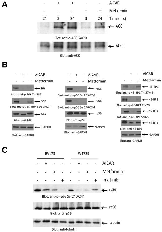 Figure 1. Suppression of mTOR activity by AMPK activators in BCR-ABL–expressing cells. (A) K562 cells were treated with either AICAR or metformin, as indicated. Equal amounts of protein were resolved by SDS-PAGE and immunoblotted with an antibody against the Ser79 phosphorylated form of ACC. The same blot was stripped and reprobed with an anti-ACC antibody, as indicated. (B) K562 cells were treated with either AICAR or metformin for 24 hours. Equal amounts of protein were resolved by SDS-PAGE and immunoblotted with the indicated antibodies. (C) BV173 or BV173R cells were treated with AICAR, metformin, or imatinib mesylate for 24 hours as indicated. Equal amounts of protein were resolved by SDS-PAGE and immunoblotted with the indicated antibodies.
