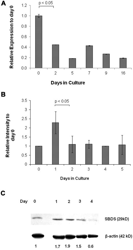 Figure 1. SBDS expression during erythroid differentiation. (A) Real-time RNA quantitative PCR was used to analyze daily SBDS mRNA expression in CD133+ HSC/Ps after induction of erythroid differentiation. The experiment was performed in triplicate. The ACTB gene was used as an internal control. (B) SBDS mRNA expression by RNA quantitative PCR was also determined in wild-type K562 cells after induction of erythroid differentiation by hemin. Three separate experiments were conducted in triplicate. (C) SBDS protein expression in hemin-induced K562 cells by Western blotting (representative blot of 3 experiments).