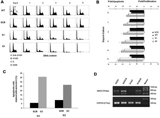 Figure 3. Apoptosis and proliferation levels in differentiating SBDS-deficient cells. (A) Control and knockdown K562 cells were induced to undergo erythroid differentiation for 5 days. Cells were fixed in 70% ethanol and stained with propidium iodide for DNA content analysis. A representative diagram of 4 independent experiments is shown. Pre-G0/G1 cells represent apoptotic cells. Representative distributions of the cell cycle phases are depicted on day 0 of wild-type cells. (B) Cells were costained for propidium iodide to evaluate pre-G0/G1 apoptotic cells and for Ki-67 expression on nonapoptotic cells to evaluate proliferating cells. Cells were then analyzed by flow cytometry. Comparison of the mean fold increase in apoptosis versus mean fold decrease in proliferation of 4 independent experiments is shown. The values for apoptosis and proliferation were normalized to the value obtained for each day in control K562 cells, and assigned a value of 1.0 for proliferating cells and apoptotic cells. (C) Mobilized CD34+ cells from 2 donors for hematopoietic stem cell transplantation were purified, transduced, and induced to undergo erythroid differentiation as described in “Cell culture and erythroid differentiation.” After 5 days, cells were harvested and evaluated for apoptosis rates using annexin V staining. For each donor cell (N1 and N2), annexin V staining of cells transduced with scrambled RNA controls (SCR) or shRNA against SBDS (S-3) are shown. (D) Results of inhibition of SBDS mRNA in CD34+ cell samples are shown. The faster running SBDS band corresponds to a previously published shorter isoform. (Cell numbers did not allow corresponding testing of SBDS protein levels.)