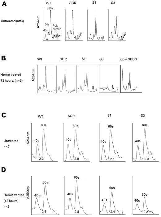 Figure 6. Ribosome profiles during differentiation of SBDS-knockdown cells. (A) Undifferentiated control and SBDS-knockdown K562 cells were lyzed using TMK100 buffer with cycloheximide. Equal amounts of RNA were layered on 5% to 45% sucrose gradients. Absorbance of each fraction at A254 was done by the Brandel Density Gradient Fractionator. The 40S, 60S, 80S, and polysomes peaks are seen on the graphs. A representative diagram of 3 independent experiments is shown. (B) SBDS-knockdown and control K562 cells were induced to undergo erythroid differentiation with hemin. After 72 hours, cells were lyzed and analyzed for ribosome profile as described in panel A. A representative diagram of 2 independent experiments is shown. Arrows are pointed to the markedly reduced polysomes in SBDS-knockdown cells. (C) The ribosomal profiles of undifferentiated control and SBDS-knockdown K562 cells were analyzed by sucrose gradient density centrifugation under conditions that allowed dissociation of the 40S and 60S subunits. Cells were harvested using TMK100 lysis buffer with cycloheximide and EDTA. Equal amounts of RNA were layered on 5% to 35% sucrose gradients. Absorbance of each fraction at A254 was done by the Brandel Density Gradient Fractionator. The ratios between 60S and 40S subunits were calculated by measuring area under the curve, using Adobe Illustrator, and are depicted under the curves. A representative diagram of 2 independent experiments is shown. (D) Ribosome profiles of differentiated K562 cells after 48 hours of hemin induction under EDTA dissociating conditions as described in panel C. A representative diagram of 2 independent experiments is shown.