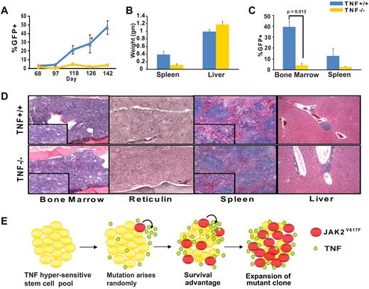 Figure 6. TNFα is not required for development of MPN but promotes expansion of JAK2V617F cells in a murine transplantation model. Bone marrow from 5-FU treated TNFα+/+ (C57B/6) or TNFα−/− (B6.129S-Tnftm1Gkl/J) mice was infected with JAK2V617F retrovirus by spinoculation and injected into syngeneic lethally irradiated hosts (n = 5 for each group). (A) Percentage of GFP+ cells in peripheral blood (B) spleen and liver weights at time of sacrifice, (C) percentages of GFP+ cells in bone marrow and spleen at time of sacrifice, and (D) H&E-stained histologic sections of representative TNFα+/+ and TNFα−/− bone marrow, spleen, and liver. Large panels represent 10× magnification, panel inserts represent 40× magnification of the same area. Images were captured with a Leica DC300 camera running IM50 Image Manager Version 5 software. (E) Model of TNFα-induced JAK2V617F clonal evolution in MPN. In a TNFα-sensitive stem cell pool JAK2V617F induced TNF resistance provides a strong selective advantage, allowing for the expansion of the mutant clone and development of clinical disease. Maintenance of a high TNFα environment by JAK2V617F cells further enhances the selective advantage for the JAK2V617F clone.