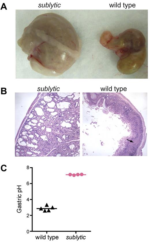 Figure 5. Atp4asublytic causes parietal cysts and achlorhydria. (A) Stomachs of age- and sex-matched sublytic and wild-type mice. (B) Sections of stomachs from sublytic and wild-type mice stained with H&E. Numerous parietal cell cysts developed in the gastric mucosa of sublytic mice. Arrow indicates parietal cells. (C) pH of the gastric contents of sublytic and wild-type mice. Samples were collected 45 minutes after subcutaneous injection of histamine HCl. Each point represent an individual mouse.
