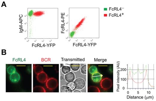 Figure 1. Expression and distribution of FcRL4 and BCR in Ramos cells. Ramos cells were transfected with FcRL4-YFP and cells stably expressing FcRL4-YFP were selected. (A) FcRL4− and FcRL4+ cells were labeled with APC-conjugated mAb specific for the human IgM (anti-IgM–APC) and PE-conjugated mAb specific for the FcRL4 (anti-FcRL4–PE) and the cell-surface expression of IgM and FcRL4 was quantified by flow cytometry. (B) The distribution of FcRL4-YFP and Fab anti-IgM–DyLight649 labeled BCR in resting cells is shown as pseudo-color epifluorescence images of FcRL4-YFP (green), BCR (red), and bright field transmitted and merged images. Images were acquired on an Olympus IX-81 microscope equipped with 100 × 1.45 numerical aperture objectives lens as described in “Preparation of PLBs and live cell imaging.” The yellow scale bars represent 10 μm. Pixel intensities of FcRL4-YFP (green) and the BCR (red) in the direction by the white arrow are shown in a representative cell.