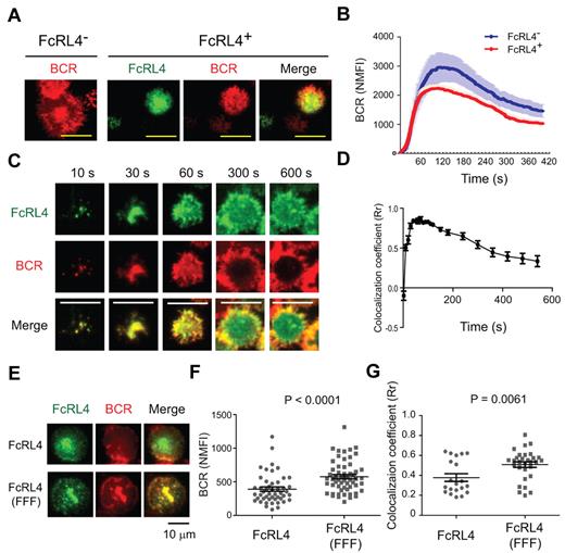 Figure 2. The spatial relationship between FcRL4 and the BCR during formation of the immune synapse. (A-D) FcRL4− B cells and FcRL4+ B cells stably expressing FcRL4-YFP were stained with Fab goat Abs specific for human IgM (Fab anti-IgM) conjugated with DyLight649 to label the BCR. The cells were placed on planar lipid bilayers containing ICAM and Fab anti-IgM at 37°C and 2-color time-lapse live cell TIRF images were recorded at 2-second intervals for 10 minutes using an Olympus IX-81 microscope equipped with a TIR illumination port, IX2 ZDC autofocus laser system, and 100 × 1.45 numerical aperture objectives lens. Images were processed as described in “Preparation of PLBs and live cell imaging” to quantify the data. (A) The distribution of the surface BCR in the contact area of FcRL4− and FcRL4+ B cells with the bilayer 5 minutes after cells contacted the bilayers. For FcRL4+ cells, images of the FcRL4 alone and merged images with BCR are given. Scale bars represent 10 μm. (B) Normalized mean fluorescence intensity (NMFI) of the surface BCR in the contact area between the cells and the bilayers with time calculated from time-lapse live-cell TIRF images are given. The mean ± SD was calculated and compared between FcRL4− (n = 18) and FcRL4+ (n = 20) B cells. (C) Dynamics of the co-localization between FcRL4 and the BCR in the contact area of FcRL4+ B cells and the planar lipid bilayer over time. Shown are FcRL4, BCR, and merged images at the indicated time points. (D) The colocalization coefficient (Rr) is given for FcRL4 and the BCR versus time calculated as mean ± SD by intensity correlation analysis between the BCR and FcRL4 in FcRL4+ cells (n = 10 from 3 different experiments). (E-G) Cells expressing either wild-type FcRL4 or all 3 tyrosines in its cytoplasmic tail-mutated FcRL4 (FFF) were labeled with both Cy3-Fab anti-IgM and Alexa Fluor 647–conjugated FcRL4-specific mAb on ice and placed on the planar lipid bilayer at 37°C. After 10 minutes of incubation on the bilayer, cells were fixed with 4% paraformaldehyde and imaged as in panel A. (E) Distribution in the contact area of the BCR (red) and either WT FcRL4 or FcRL4 (FFF; green) and merged images are shown. (F) Given are the NMFIs of the BCR in the contact area between the cells and the bilayers calculated from TIRF images for cells expressing wild-type FcRL4 (n = 50) and FcRL4 (FFF; n = 57) from the representative of 3 independent experiments. (G). Rr calculated as mean ± SD as described in panel D is given for the BCR and either wild-type FcRL4 (n = 20) or FcRL4 (FFF; n = 30).
