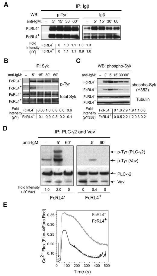 Figure 3. FcRL4 expression inhibits BCR signaling downstream of Syk. (A-B) FcRL4− and FcRL4+ B cells (1 × 107) were incubated in the absence or presence of F(ab′)2 anti-IgM (10 μg/mL) for the indicated times at 37°C to cross-link the BCR and the cells were lysed in detergent buffer. The lysate was immunoprecipitated with Igβ- (A) or Syk- (B) specific Abs, and the immunoprecipitates were subjected to SDS-PAGE and immunoblotting. Immunoblots were first probed with a mAb specific for phospho-tyrosine, and the blots were stripped and probed with Abs specific for either Igβ (A) or Syk (B). The phosphorylated protein (pY) immunoblots were quantified by densitometry and normalized to the total amount of Igβ or Syk. The fold intensities of at each time point relative to the pY intensity of FcRL4− cells 5 minutes after BCR cross-linking are given. Shown are representative blots of 3 independent experiments. The vertical line has been inserted to indicate a repositioned gel lane. (C) Whole-cell lysates from cells treated as in panels A and B were subjected to SDS-PAGE and immunoblotting, first with Ab specific for the phospho-tyrosine at residue 352 (pY352) of Syk and then Ab specific for tubulin. Shown is the representative of 2 independent experiments. The fold intensity of pY352 relative to pY352 of FcRL4− cells 2 minutes after BCR cross-linking is shown. (D) Cell lysates were sequentially immunoprecipitated for Vav and PLC-γ2, and both immunoprecipitates were combined and subjected to SDS-PAGE and immunoblotting, first with phospho-tyrosine–specific Abs and then with a mixture of Abs specific for Vav and PLC-γ2. The fold intensities of phospho-Vav (pY-Vav) relative to pY-Vav of FcRL4− cells 5 minutes after BCR cross-linking are given. Shown is 1 of 3 independent experiments. (E) Intracellular free Ca2+ was measured by flow cytometry after loading cells with Fluo-4NW and Fura Red at 37°C for 30 minutes. F(ab′)2 anti-IgM was added to the cells to cross-link the BCR and data acquisition was started 30 seconds later. Fluorescence intensities of Fluo-4 and Fura Red were recorded in FL-1 and FL-3, respectively, for 512 seconds. Shown is the ratio of the fluorescence intensities of Fluo-4 to Fura Red versus time (in seconds) from 1 of 5 independent experiments. The arrow indicates the time at which the F(ab′)2 anti-IgM was added to the cells.