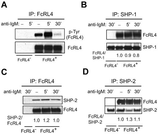 Figure 6. The phosphorylation of FcRL4 and its association of SHP-1 and SHP-2. FcRL4− and FcRL4+ cells (5 × 107 cells) were incubated with control nonspecific F(ab′)2 Ig or F(ab′)2 anti-IgM to cross-link BCR for 5 or 30 minutes and the cells lysed. (A) The cell lysates were immunoprecipitated using a GFP-specific Ab to capture FcRL4-YFP. Immunoprecipitates were subjected to SDS-PAGE and immunoblotting. Immunoblots were probed with a phospho-tyrosine–specific Ab. The blots were stripped and reprobed with Abs specific for FcRL4. (B) The cell lysates were immunoprecipitated with Abs specific for SHP-1. After SDS-PAGE and immunoblotting, immunoblots were probed with Abs specific for FcRL4. The blots were stripped and reprobed with a mAb specific for SHP-1. The bands were quantified by densitometry and given are the fold intensities of FcRL4 relative to the SHP-1, with the ratio of FcRL4/SHP-1 for the control Ig cross-linking of FcRL4+ cells being 1. Each blot shown is from 1 representative experiment of 3 independent experiments. (C-D) The cell lysates were immunoprecipitated using a GFP-specific Ab and after SDS-PAGE and immunoblotting, the immunoblots were probed with Abs specific for SHP-2. The blots were stripped and probed with Ab specific for GFP (C). Alternatively, lysates were immunoprecipitated with Ab specific for SHP-2 and immunoblots were probed with Abs specific for FcRL4 (D). The blots were stripped and reprobed with Abs specific for SHP-2. Given are the fold intensities of either SHP-2 relative to the FcRL4 with the ratio of SHP-2/FcRL4 for the control Ig cross-linking of FcRL4+ cells being 1 (C) or FcRL4 relative to the SHP-2 with the ratio of FcRL4/SHP-2 for the control Ig cross-linking of FcRL4+ cells being 1 (D). In panel D, band from 30′ BCR cross-linking of FcRL4− cells was reordered from back to the front after scanning the image from the same film.