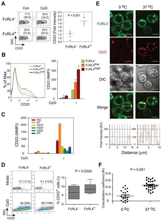Figure 7. FcRL4 expression enhances TLR9 signaling. (A) FcRL4− and FcRL4+ B-cell subclones were stimulated with 0.5-1.0 μM control or CpG type B 2006 ODN for 18-24 hours and analyzed for the surface expression of CD23 by flow cytometry. Left panel: Representative data for CD23 expression for FcRL4− and FcRL4+ cells after treatment with control ODN (Con) or CpG (CpG). Given are the percentages of CD23-positive cells with mean values in parentheses. Right panel: Data shown are expressed as the fold increase in NMFIs in CpG-treated cells relative to cells treated with control ODN. P values were calculated using unpaired, 2-tailed Student t test (FcRL4−; n = 5; FcRL4+; n = 10). (B) FcRL4− B cells and B cells expressing either high (FcRL4high) or low (FcRL4low) levels of FcRL4 were analyzed for CD23 expression after CpG stimulation as above. Left panel: Representative histogram for CD23 expression after CpG stimulation in FcRL4−, FcRL4low or FcRL4high cells. Right panel: NMFI of CD23 was calculated and P values obtained from unpaired, 2-tailed Student t tests either between FcRL4− and FcRL4low (*P = .0358) or between FcRL4low and FcRL4high (**P = .0017; n = 5). (C) B cells expressing either wild-type FcRL4, transfected with an empty vector (Vec), or expressing FcRL4 with individual tyrosine to phenylalanine mutations or all 3 tyrosine to phenylalanine mutations (Figure 5) were stimulated with CpG for 24 hours and analyzed for CD23 expression by flow cytometry. The results are expressed as NMFI. Shown is mean ± SD from 5 independent experiments. All FcRL4− and FcRL4+ cell lines expressed similar levels of TLR9 (supplemental Figure 4). (D) Purified human B cells were nucleofected with either YFP (FcRL4−) or FcRL4-YFP (FcRL4+) plasmids and stimulated with 1.0μM CpG for 24-48 hours. Cells were analyzed for surface expression of CD23. Left panel: Representative FACS profiles for CD23 for FcRL4− (YFP+) or FcRL4+ (FcRL4-YFP+) cells. The percentages of CD23-positive cells with the mean values in parentheses were given from the FcRL4− and FcRL4+ populations. Right panel: The net increase of percentage of CD23-positive cells after CpG stimulation compared with the medium alone—percentage CD23+ cells (Δ)—was calculated within the FcRL4− or FcRL4+ populations and shown are the means ± SD from repeated experiments with multiple donors (n = 7). P values were obtained from paired, 2-tailed Student t test. (E) FcRL4+ cells were stimulated with 3μM CpG-Cy3 in chambered coverglasses at 0°C or 37°C for 30 minutes, fixed, and imaged using a confocal laser scanning microscope ZEISS 510 META equipped with a 1.4 oil plan-apochromat ×63 objective lens. Two-color confocal images were acquired as described in “Preparation of PLBs and live cell imaging” and shown are pseudo-color images of FcRL4-YFP (green), CpG (red), DIC, and merged green and red images. Yellow scale bars represent 10 μm. Shown in the bottom panel are pixel intensity graphs for the FcRL4 (green) and CpG (Red) in the direction shown by the white arrows in 2 representative cells. (F) Co-localization analyses between the FcRL4 and CpG in FcRL4+ cells after CpG stimulation in panel E as described in “Preparation of PLBs and live cell imaging.” Shown is the mean ± SD of Rr taken in single cells. P values were calculated using paired Student t test from multiple cells treated at 0°C (n = 20, ●) or at 37°C (n = 30, ■).