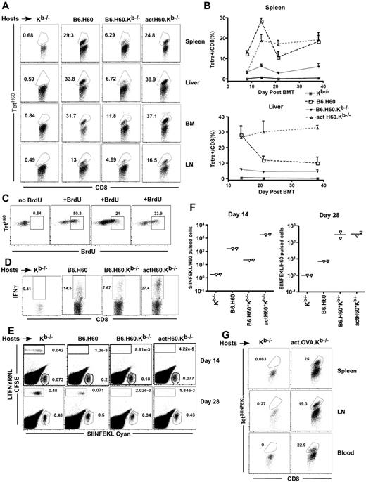 Figure 1. LTFNYRNL derived from H60 is efficiently cross-presented. (A-D) Kb−/−, B6.H60, B6.H60.Kb−/−, and actH60 mice were irradiated and reconstituted with 6 × 106 BM cells, 2.4 × 106 CD8 cells, and 105 CD4 cells from C3H.SW (Ly9.1+) mice. (A) Representative flow cytometry at day 14 after BMT. (B) Percentage of Ly9.1+CD8+ cells in spleen (top panel) and liver (botom panel) that were TetH60+ (3 mice per group at each time point); bars represent SE. (C) Representative BrDU staining of Ly9.1+CD8+TetH60+ cells in actH60.Kb−/− recipients after a single BrDU pulse 2 hours before death at day 14. Each plot is from an individual mouse. (D) Representative staining for intracellular IFN-γ in LTFNYRNL-stimulated splenocytes harvested at day 14 (gated on live Ly9.1+CD8+ cells). (E-F) Mice were transplanted as in panels A through D; and on days 14 and 28, recipients were injected with LTFNYRNL- or SIINFEKL-pulsed C3H.SW splenocytes labeled with CFSE or cyan, respectively. Eighteen hours later, splenocytes were analyzed for the presence of CFSE+ and cyan+ cells. Representative flow cytometry at day 14 (E) and the ratios of cyan+/CFSE+ cells (F; each symbol is from an individual mouse). CD8 cells in actOVA.Kb−/− mice transplanted as in panels A to D mount a strong response to SIINFEKL (G). Shown is representative flow cytometry of spleen, LN, and blood cells at day 14 (gated on donor CD8+ cells). Data are representative of at least 2 experiments with similar results.