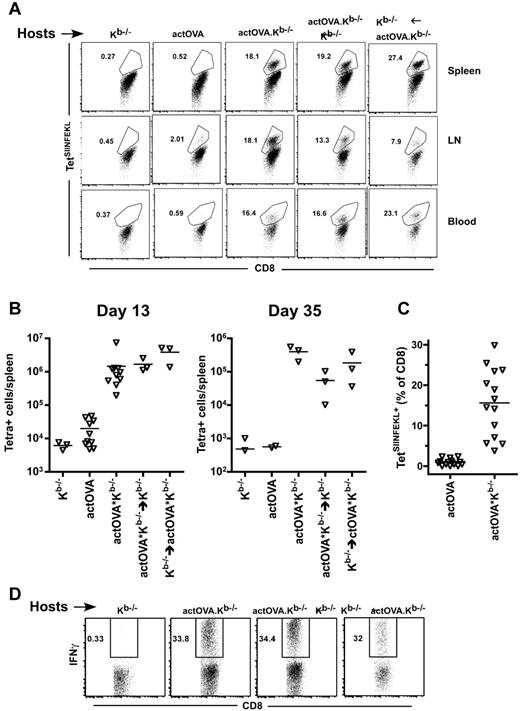 Figure 2. CD8 cells are cross-primed whether antigen is restricted to hematopoietic or nonhematopoietic cells. Kb−/−, actOVA, actOVA.Kb−/−, actOVA.Kb−/−→Kb−/−, and Kb−/−→actOVA.Kb−/− mice were irradiated and reconstituted with 6 × 106 BM cells, 2.4 × 106 CD8 cells, and 105 CD4 cells from C3H.SW mice. (A) Representative flow cytometry from day 13, gated on Ly9.1+CD8+ cells. (B) Total number of TetSIINFEKL+ cells per spleen on days 13 and 35. P = .007, comparing Kb−/− recipients versus actOVA.Kb−/− recipients. P < .0001, comparing actOVA versus actOVA.Kb−/− mice. P = .05, comparing Kb−/− recipients versus other groups except actOVA recipients (by one-tailed Mann-Whitney). Data from actOVA and actOVA.Kb−/− recipients are combined from 2 experiments with similar results. (C) Percentage of CD8 cells that were TetSIINFEKL+ in blood at day 13 (data combined from 3 experiments; P < .0001). Ly9.1+CD8+ splenocytes from mice transplanted as in panel A produced IFN-γ when restimulated with SIINFEKL at day 13 after BMT.