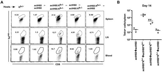 Figure 3. Widespread expression of Kb-LTFNYRNL, but not LTFNYRNL without Kb, blunts the accumulation of TetH60+ cells. Kb−/−, actH60→actH60, actH60.Kb−/−→actH60.Kb−/−, actH60→actH60.Kb−/−, and actH60.Kb−/−→actH60 mice were irradiated and reconstituted with 6 × 106 BM cells, 2.4 × 106 CD8 cells, and 105 CD4 cells from C3H.SW mice. (A) Representative flow cytometry from day 14 (gated on Ly9.1+CD8+ cells). (B) Total numbers of Ly9.1+CD8+ TetH60+ cells per spleen at day 14. P = .0571, comparing actH60→actH60 to actH60→actH60.Kb−/− mice.