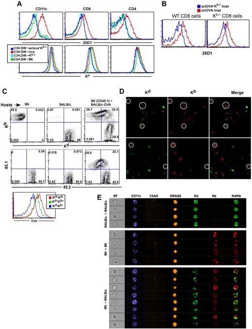 Figure 6. Donor cells acquire host transmembrane proteins, including MHC class I-SIINFEKL complexes. B6, actOVA, and actOVA.Kb−/− mice were irradiated and reconstituted with C3H.SW BM, 2 × 106 CD8 cells, and 1 × 105 CD4 cells. Mice were killed 5 days after transplantation. (A) Representative flow cytometry of 25-D1 (top row) and Kb staining (bottom row) of donor Ly9.1+ CD11c+, CD8+, and CD4+ cells. Data are representative of 2 independent experiments with at least 3 mice per group. (B) actOVA.Kb−/− and actOVA mice were irradiated; and 5 days later, WT CD45.1 B6 or CFSE-labeled Kb−/− splenocytes were infused intravenously. Two days later, mice were killed. Shown is 25-D1 staining of CD45.1+ (left panel) and CFSE+CD8 cells (right panel). Note the shift in 25-D1 staining, which occurred only in actOVA recipients. (C-D) BALB/c-OVA (CD45.2) mice were irradiated and reconstituted with B6 CD45.1 BM and 106 CD8 and 105 CD4 cells. On day 5, splenocytes were harvested and stained with antibodies against CD11c, Kb, Kd, CD45.1, and surface OVA. Shown is representative flow cytometry gating on CD11c+ cells. As controls, nontransplanted B6 and BALB/c mice were analyzed. Note that BALB/c-actOVA recipients of B6 CD45.1 BM had a population of CD11c+ cells with a similar intensity of Kb staining as on CD11c+ cells from control B6 mice, but with significant staining for Kd. A similar pattern was seen for CD45.2 and surface OVA (histogram). Data are representative of at least 3 independent experiments. For confocal images, mice were transplanted as in panel C, and on day 6 cells were stained with anti–CD11c-PE and CD11c+ cell were sorted. Sorted cells were stained with antibodies against Kd (biotin followed by SA-Alexa488) and anti-Kb (APC) and then dropped onto slides. Original magnifications ×400. Note cells that express both Kd and Kb (white circles). There were also cells that stained for Kb or Kd only, which are internal controls for staining specificity. No Kb+ cells were seen when cells from control BALB/c →BALB/c were imaged (not shown). For Amnis image flow analysis (E), BALB/c mice were transplanted as in panels C through D. On day 6, splenocytes were harvested and stained with antibodies against CD11c (Pacific Blue), Kb (PE), and Kd (FITC) in addition to staining with 7-AAD for live/dead exclusion and DRAQ5 to allow isolation of 2N DNA content cells and analyzed on the ImageStream instrument. Shown are representative images from > 200 KbKd double-positive CD11c+ cells analyzed in B6→BALB/c recipients and more than 200 CD11c+ cells in B6→B6 and BALB/c→BALB/c syngeneic controls. Results are representative of 2 independent experiments.