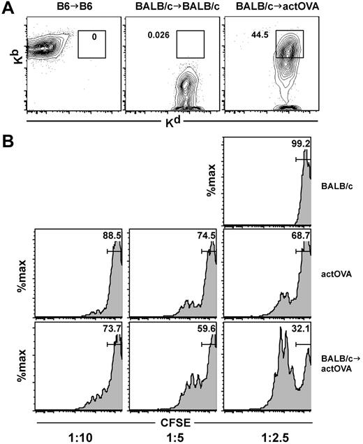 Figure 7. Hybrid DCs are effective APCs. B6actOVA mice were irradiated and reconstituted with BALB/c BM. As controls, B6 and BALB/c mice underwent syngeneic transplants. Mice were killed on day 7 and Kb+Kd+ CD11c+ cells were sorted (A) along with CD11c+ cells from control actOVA and BALB/c mice (not shown). DCs were cultured with CFSE-labeled OT-1 cells at the DC/OT-1 ratios shown. Cultures were harvested at days 3, 4, and 5. Shown is proliferation on day 3 of culture (B); similar data were obtained after 4 and 5 days of culture (not shown). Data are representative of 2 experiments with similar results.