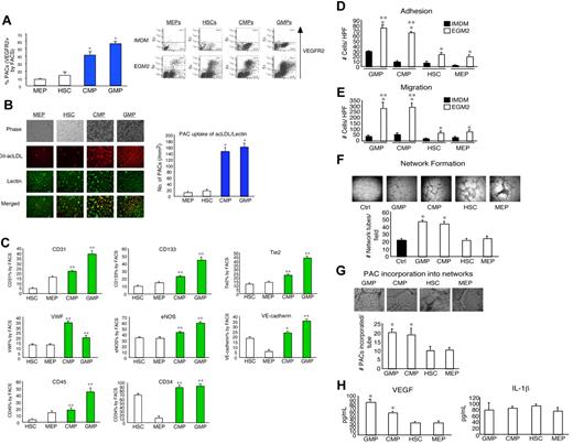 Figure 1. Existence of a hierarchy among BM progenitors in their ability to differentiate and function as PACs. (A) BM-derived progenitors were isolated and grown in EGM-2 or IMDM medium for 7 days. VEGFR2 (KDR) expression was most induced in CMP- and GMP-derived PACs by flow cytometry. *P < .01 versus MEP. (B) CMP- and GMP-derived PACs exhibited more efficient uptake of DiI-AcLDL and Ulex lectin than MEPs and HSCs. *P < .01 versus MEPs. Images were visualized using a Nikon eclipse TE-2000-u microscope at original magnification ×10 and Spot Version 5.0 software (Diagnostics Instruments Inc). (C) PACs derived from CMPs and GMPs expressed higher levels of PAC markers CD31, CD133, CD34, CD45, Tie2, von Willebrand factor, endothelial nitric oxide synthase, and VE-cadherin by flow cytometry. *P < .05 versus HSCs. **P < .01 versus HSCs. (D-E) PACs derived from CMPs and GMPs more readily adhered to fibronectin-coated plates (D) and migrated faster than the MEPs and HSCs or the progenitors grown in IMDM (E). *P < .01 versus IMDM. **P < .01 versus MEPs. For adhesion assays, PACs (CMPs, GMPs, MEPs, and HSCs grown in EGM-2 for 7 days) were plated onto fibronectin-coated 24-well plates at a density of 20 000 cells per well. After 15 minutes of incubation at 37°C, unattached cells were removed by washing with phosphate-buffered saline, and the number of attached cells was quantitated. Migration assay was performed using a transwell system. (F) PACs derived from CMPs and GMPs promote network formation, as evidenced by Matrigel studies. The indicated PACs were incubated with human umbilical vein endothelial cells, and the number of “tubes” per high powered field was quantitated. *P < .01 versus MEPs. Images were visualized using a Nikon eclipse 80i microscope at original magnification ×4 and Spot Version 5.0 software (Diagnostics Instruments Inc). (G) PACs derived from CMPs and GMPs incorporated more efficiently into networks compared with MEPs and HSCs. *P < .01 versus MEPs. Images were visualized using a Nikon eclipse TE-2000-u microscope at original magnification ×10 and Spot Version 5.0 software (Diagnostics Instruments Inc). (H) PACs derived from CMPs and GMPs exhibited higher levels of VEGF by ELISA (left). *P < .01 versus MEPs. IL-1β (right) was not significantly different among the groups.