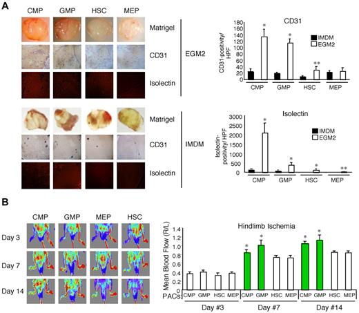 Figure 2. PACs derived from CMPs and GMPs possess robust angiogenic activity in vivo. (A) Matrigel plugs admixed with BM-derived CMPs, GMPs, HSCs, or MEPs grown in either EGM-2 or IMDM were subcutaneously implanted in 10-week-old, male C57BL/6 mice (n = 4/group). Matrigel plugs were harvested 8 days later, and CD31 and isolectin staining was quantitated (right). CMPs and GMPs grown in EGM-2 possessed high angiogenic potential compared with HSCs and MEPs and progenitors grown in IMDM. *P < .01 versus IMDM. **P < .05 versus IMDM. For Matrigel plugs, Matrigel images were photographed with an Olympus, Model SZ61 camera (top). For CD31 staining (middle), images were analyzed with an Olympus, Fluoview, Model FV1000 camera at 10× magnification and FV10-ASW Version 02.01 software. For isolectin (bottom), images were analyzed using an AQUA/PM2000 Imaging Platform (HistoRx), and automated quantitative analysis was performed with Software Suite Version 2.2 (HistoRx). (B) C57BL/6 mice underwent femoral artery ligation, and PACs dervied from CMPs, GMPs, HSCs, or MEPs were immediately injected intramuscularly at the ligation site. Blood flow recovery as visualized by laser Doppler imaging (785-nm near-infrared laser Doppler Imager-2; Moor Instruments) demonstrated increased ratios (ratio of ischemic thigh/contralateral thigh) in mice injected with PACs from CMPs and GMPs at days 7 and 14. *P < .05 versus MEP.