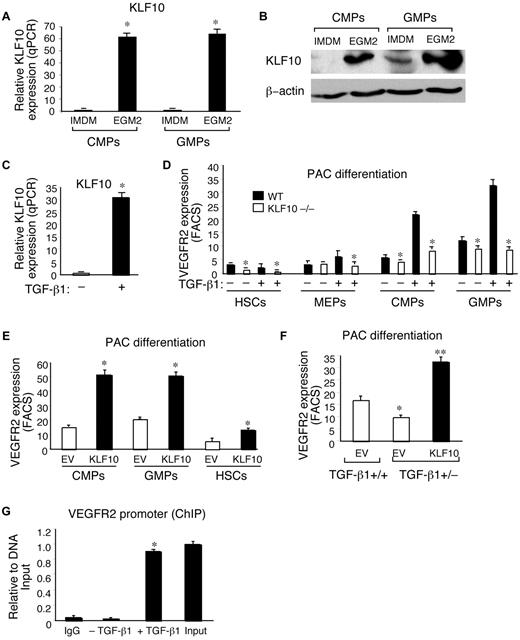 Figure 2. Identification of KLF10 expression in PACs and responsiveness to TGF-β1. (A-B) BM-derived progenitors grown in either hematopoietic IMDM medium or EGM-2 were harvested, and expression of Klf10 was examined by quantitative PCR (A) or Western blot analysis (B). *P < .01. β-actin was used as an internal loading control. (C-D) BM-derived progenitors grown in EGM-2 medium in the presence or absence of TGF-β1. Klf10 mRNA expression was examined in GMP-derived PACs by quantitative PCR (C). *P < .01 versus no TGF-β1. (D) VEGFR2 expression was examined by flow cytometry for the indicated WT or KLF10−/− PACs (n = 3 per group); *P < .01 versus WT. (E-F) BM-derived progenitors were transduced with retrovirus GFP-RV-EV (empty vector; ctrl) or GFP-RV-KLF10. The percentage of GFP+ cells that also expressed VEGFR2 in WT CMP-, GMP-, and HSC-derived PACs (E) or TGF-β1+/+ and TGF-β1+/− CMP-derived PACs (F) was assessed by FACS. *P < .01 versus empty EV; **P < .05 versus EV TGF-β1+/+. (G) ChIP analysis of KLF10 binding to the VEGFR2 promoter in GMP-derived PACs. IgG was used as a nonspecific control. Assays were performed in triplicate by real-time quantitative PCR with the use of primers at −294 bp and −30 bp of the VEGFR2 promoter. Values are presented as relative to DNA input. *P < .01 versus without TGF-β1 treatment.