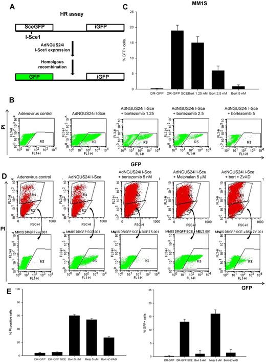 Figure 5. Bortezomib inhibits HR-mediated repair of DNA DSBs. (A) Schema representing the phenotypic DR-GFP assay to measure HR-mediated DNA DSB repair. (B-C) Representative flow cytometric profile to measure the proportion of viable (PI−) and GFP+ MM1S-DR-GFP cells after infection with adenovirus control or AdNGUS24i adenovirus expressing the I-Sce1 endonuclease and incubation for 12 hours with or without bortezomib (1.25-5nM). Shown in panel C are the percentage of GFP+/PI− cells calculated from 3 independent experiments. (D) A representative flow cytometric profile to measure the percentage of PI− and GFP+ MM1S-DR-GFP cells after AdNGUS24i expression of the I-Sce1 endonuclease and treatment with bortezomib (5nM) alone or with Z-VAD (20μM) and melphalan (5μM). (E) Histograms representing the percentage of PI+ and GFP+ cells treated as described above. SD was calculated from 3 independent experiments.