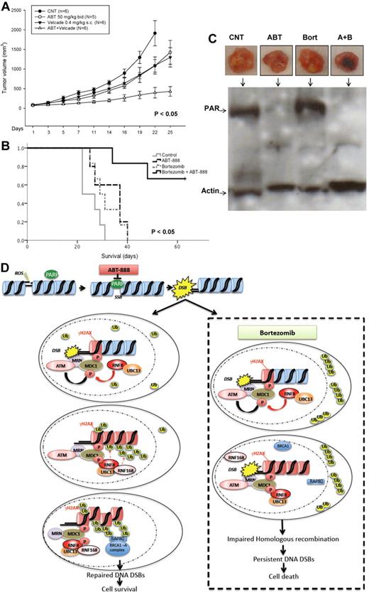 Figure 7. In vivo effects of ABT-888 and bortezomib in MM xenograft model. (A) CB-17 SCID mice were injected SC with 3 × 106 MM1S cells. After the detection of a measurable tumor, animals were treated with vehicle alone or bortezomib (0.4 mg/kg SC every Monday and Thursday) alone or ABT-888 alone (50 mg/kg by oral gavage twice per day) or the combination of bortezomib and ABT-888. Tumor volume was assessed in 2 dimensions every 2 days until the day of killing. (B) Survival was evaluated from the first day of treatment until death (Kaplan-Meier method). (C) Protein extracts from MM1S-xenografted tumors into SCID mice treated with vehicle alone (CNT), ABT-888 (ABT) 50 mg/kg by oral gavage twice daily and bortezomib (Bort) 0.4 mg/kg SC every Monday and Thursday or the combination of ABT-888 and bortezomib were subjected to SDS-PAGE, blotted with anti-PAR Ab, and reprobed with anti-actin Ab. (D) Schematic summary of the postulated mechanisms mediating effects of ABT-888 and bortezomib in MM cells.