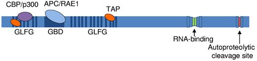 Figure 1. Schematic representation of the NUP98 protein. Blue lines indicate GLFG repeats, the dark blue box indicates the GLEBS binding domain (GBD), and green and red boxes indicate the nucleoporin RNA-binding site and autoproteolytic cleavage site, respectively. Known NUP98 interacting factors are indicated; transcriptional coactivator CBP/p300 (purple) and the TAP transport cofactor (orange) bind the GLFG repeats. The APC/RAE1 complex (light blue) binds the GBD.