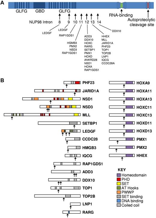Figure 2. NUP98 fusion proteins. (A) Schematic showing structure of the NUP98 protein and position of NUP98 fusion points in human leukemias. Arrows indicate fusion points. In all cases, the amino terminus of NUP98 is fused to the carboxyl terminus of the partner gene. (B) Schematic showing relevant domains of partner proteins and the position of the protein fusion. Domains are indicated in the key. Arrows indicate fusion point.