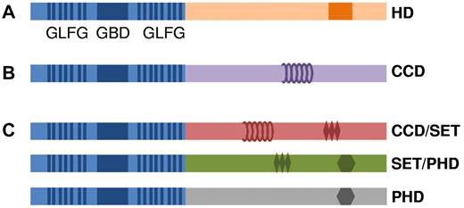 Figure 3. Schematic representation of 3 archetypes of NUP98 fusions. (A) NUP98-HD fusion protein. (B) NUP98-coiled-coil motif fusion protein. (C) Three subgroups of NUP98 oncoproteins that potentially modify chromatin via coiled-coil domain (CCD), SET, or PHD finger motifs. The GBD is represented by a blue box, the GLFG repeats are shown as vertical blue lines, the HD domain is shown as an orange box, the CCD is shown as coils, the SET domain is shown as diamonds, and the PHD domain is shown as a hexagon.
