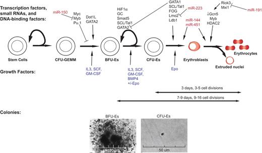 Figure 1. An overview of erythropoiesis: regulation at multiple levels by multiple proteins and miRNAs. Formation of RBCs from HSCs is regulated by signaling through both external factors (blue), such as cytokines and fibronectin, as well as intracellular factors, such as transcription factors (black) and miRNAs (red). Below the differentiation network, a timeline and images are shown for in vitro methylcellulose colony formation of murine BFU-E and CFU-E.