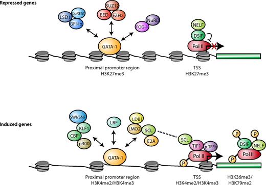 Figure 2. Transcription factors, Pol II status, and histone modifications associated with actively transcribed and repressed genes in erythroid cells. For genes activated during differentiation (bottom panel), the GATA-1 activation-associated proteins exist in different complexes (as indicated by the double arrows) through binding to both distal regulatory regions and promoter regions near the TSS. H3K4me2 and H3K4me3 are enriched in some of these bound regions. TIF-1 and the SCL complex recruit pTEF-b to promote Pol II elongation by phosphorylating DSIF, NELF, and Pol II. SCF could be the link between the GATA-1 complex and Pol II elongation machinery. H3K79me2 and H3K36me3 are often enriched in the transcribed portion of the gene. Among repressed genes (top panel), the GATA-1 repressor complexes are less clear and could exist in different forms as indicated by the double arrows. H3K27me3 is enriched near the TSS. Pol II is either not bound or is paused around the TSS. In the absence of TIF-1, recruitment of p-TEFb is impaired, and DSIF and NELF inhibit the phosphorylation of Pol II and Pol II elongation.