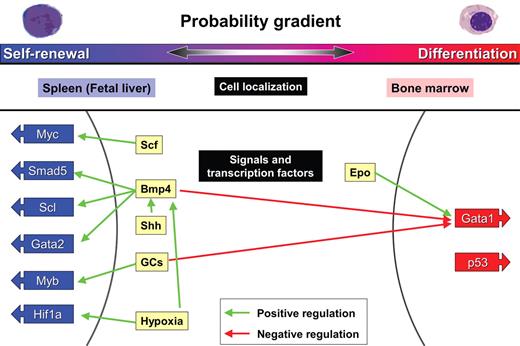 Figure 3. BFU-E self-renewal: The probability of erythroid progenitor self-renewal versus differentiation depends on extrinsic and intrinsic factors. BFU-E progenitors either self-renew or differentiate depending on the body's need for generation of CFU-E and Epo-dependent erythroblasts. Although BFU-E self-renewal is very limited during steady-state erythropoiesis in the bone marrow, it is virtually limitless in the spleen during conditions of stress erythropoiesis. The cytokines Scf, Bmp4, and Shh promote self-renewal in addition, as does stimulation by GCs and hypoxia. These signals activate transcription factors Myc, Smad5, Scl, Gata2, Myb, and Hif1a.