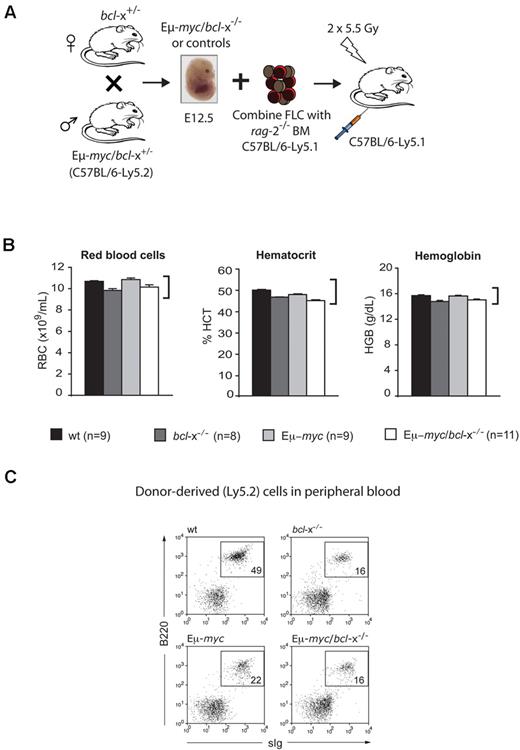 Figure 2. Eμ-myc/bcl-x−/− fetal liver cells engraft and restore hematopoiesis in lethally irradiated recipient mice. (A) Generation of mice reconstituted with an Eμ-myc/bcl-x−/− (Ly5.2+) hematopoietic system. Fetal liver cell (FLC) suspensions were prepared from Eμ-myc/bcl-x−/− or, as controls, Eμ-myc, bcl-x−/− or non-transgenic wt E12.5 embryos (all C57BL/6-Ly5.2). The FLC (2 × 106) were combined with ∼ 1 × 105 bone marrow cells from rag-2−/− (C57BL/6-Ly5.1) mice and injected intravenously into lethally irradiated C57BL/6-Ly5.1 recipient mice. (B) Functional erythropoiesis in lethally irradiated mice coreconstituted with Eμ-myc/bcl-x−/− fetal liver cells plus rag-2−/− bone marrow leukocytes. Peripheral blood was harvested from reconstituted mice generated as shown in panel A and subjected to automated analysis (Advia 120; Bayer). Data shown demonstrate that (left panel) red blood cell numbers (× 109/mL), (middle panel) hematocrit (%) and (right panel) hemoglobin content (g/dL) were all within the normal range (normal ranges for these parameters for un-manipulated, adult C57BL/6 mice are indicated by brackets on the right side of the graphs). Data represent means ± SEM from 6-12 recipient mice transplanted with fetal liver cells of each genotype and were derived from at least 3 separate sets of analyses. (C) Peripheral blood leukocytes from reconstituted animals (generated as described in panel A) were stained with fluorochrome-conjugated monoclonal antibodies to Ly5.1, Ly5.2, B220, IgM and IgD and analyzed by flow cytometry. Representative FACS profiles demonstrate the relative frequencies of fetal liver donor-derived (gated on Ly5.2+) B lymphoid cells (B220+sIg+) in peripheral blood of mice reconstituted with fetal liver cells of the indicated genotypes. A summary of such data from analysis of bloods from multiple animals of each genotype is shown in Figure 3B.