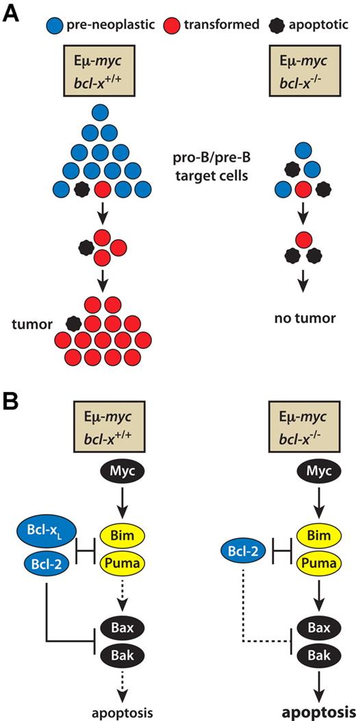 Figure 6. A model describing how loss of Bcl-xL prevents Εμ-myc–induced lymphoma development. (A) The combination of Myc-induced apoptosis and the absence of Bcl-xL pro-survival activity leads to a much smaller pool of pro-B and pre-B cells, the likely target cells for transformation, and the increased apoptosis at early stages of transformation balances Myc-induced proliferation, precluding tumor development. (B) The molecular basis of Myc-driven apoptosis. Myc overexpression up-regulates the BH3-only proteins Puma and Bim, in a p53-dependent manner for Puma and a p53-independent route for Bim.10,22–24 In bcl-x+/+ Myc-driven pre-leukemic cells, Bcl-xL and its pro-survival relatives (eg, Bcl-2) can sequester the up-regulated Puma and Bim, limiting the apoptosis. In the absence of Bcl-xL, however, the activated Bim and Puma overwhelm the remaining pro-survival proteins and (directly or indirectly) provoke activation of Bax and Bak. By balancing Myc-induced proliferation, the resulting apoptosis stops tumor formation.