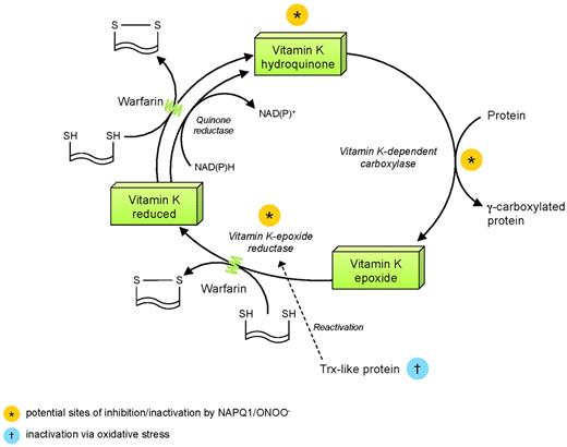 Figure 2. Points of potential disruption of vitamin K cycle and potentiation of warfarin effect by NAPQ1 and ONOO−. NAD(P)H indicates reduced nicotinamide adenine dinucleotide phosphate; NAD(P)+, oxidized nicotinamide adenine dinucleotide phosphate; ONOO−, peroxynitrite; and SH, sulfhydryl group.