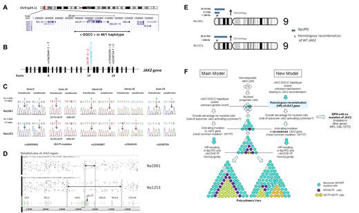 Figure 1. Analysis of the JAK2 gene in patients Na1061 and Na1253 and proposition of a new pathogenic model for polycythemia vera. (A) Representation of the 46/1 haplotype. The 46/1 haplotype is an approximately 280 Kb-long region of chromosome 9p that includes the entire JAK2, INSL6 and INSL4 genes. (B) Schematic representation of the JAK2 gene. JAK2 exons are represented by black boxes. JAK2 SNP rs10429491 (in exon 6), rs7034539 (in intron 18) and rs2230724 (in exon 19) positions are indicated with black bars. (C) Analysis by direct sequencing of JAK2 SNPs and JAK2V617F allelic ratios in gDNA of granulocytes and CD3+ lymphocytes (used as a control, healthy cells) of PV patients Na1061 and Na1253 (see primers in supplemental Table 3 and supplemental Figure 1). Black arrows indicate the different SNPs and JAK2V617F. Both patients were heterozygous for SNPs in CD3+ lymphocytes yet had SNP rs12343867 C-allele ratios in granulocyte gDNA (80% and 100%) compatible with homologous recombination of JAK2. (D) Detailed view of the JAK2 region. Results of the distortion of SNP allelic differences showed HR of part of JAK2 (exons 6-25) for Na1061 and of the whole 46/1 haplotype for Na1253. Regions of pre-JAK2V617F homologous recombination, not readily visible unless one looks for them, are indicated by double black arrows. (E) Karyoview of chromosomal aberrations. Bars depict the physical position and size of the aberration (purple, homologous recombination; blue, uniparental disomy events). Black arrows indicate the chronology of events, as deduced from the rs12343867 and V617F allelic ratios. For both patients the distortion of SNP allelic differences because of homologous recombination was higher at the telomeric end than in the centromeric region of chromosome 9p indicating 2 distinct partial 9pUPDs for Na1061 and 1 partial 9pUPD for Na1253. For both patients, SNP allelic distortion revealed pre-JAK2 homologous recombination (in purple). (F) Main and new pathogenic models for polycythemia vera and other MPN. The current model states that MPN patients carry or acquire a predisposition to MPN and mutation in the JAK2 gene; the JAK2 GGCC haplotype is one such genetic predisposition. In other patients, another genetic abnormality, congenital or acquired, presumably in a myeloid progenitor, is responsible for clonality, growth advantage and eventually, acquisition of JAK2 mutation -V617F being the most frequent - and MPN phenotype. Because high JAK2V617F loads are usually acquired via 9pUPD and most frequent in PV, acquisition of the PV phenotype is assumed to result from 9pUPD facilitated by JAK2V617F. Both JAK2 mutation and 9pUPD may occur more than once, leading to the development of one or several JAK2V617F-homozygous subclone(s). Disease phenotype and evolution, and occurrence of 9pUPD, may vary depending on parallel genetic events (eg, TET2 mutations) and the type of JAK2 mutation (eg, high mutant loads and 9pUPD are rare in patients with JAK2 exon 12 mutations). The new model adds an early step to the conventional model, stating that subsets of patients carrying the JAK2 GGCC haplotype may be predisposed to homologous recombination (HR) of JAK2 associated with growth advantage, followed or not by mutation in the JAK2 gene on the recombined allele and high JAK2 mRNA expression. Early JAK2 HR is compatible with all of the later steps leading to MPN according to the conventional pathogenic model: JAK2 mutation, 9pUPD, acquisition of parallel events in genes other than JAK2. The new model allows that a non-identified genetic event may facilitate JAK2 recombination and subsequent genetic alterations eventually leading to PV phenotype.