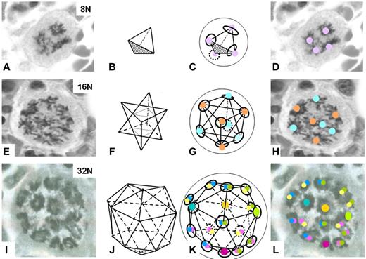 Figure 1. The geometry of megakaryocyte mitoses. Mitotic figures of 8N, 16N and 32N megakaryocytes as found in tissue sections of bone marrow biopsies (A,E,I); proposed geometries (B,F,J); and comparison of proposed to actual figures (C and D, G and H, K and L). The approximate locations of the centrosomes are denoted by colored circles, and the metaphase plates by black rings (in C,G,K). Sometime the anterior- or posterior-most metaphase plate was out of the plane of the section. The figure with 4 vertices (B) is a tetrahedron. The figure with 8 vertices (F) is called a stella octangular, but the vertices of this figure form the corners of a cube (G). The figure with 16 vertices (J) is a geodesic that has four 6-faceted vertices, and twelve 5-faceted vertices and is essentially comprised of four 6-faced (hexagonal) surfaces. These are color coded (left, aqua/blue; right, lime/green; bottom, pink/red and back, yellow/canary) with the center represented by solid circles and the shared edges by 2 colored circles of appropriate colors. The actual 32N image is likely distorted or collapsed somewhat, allowing it to be captured in a single tissue section.