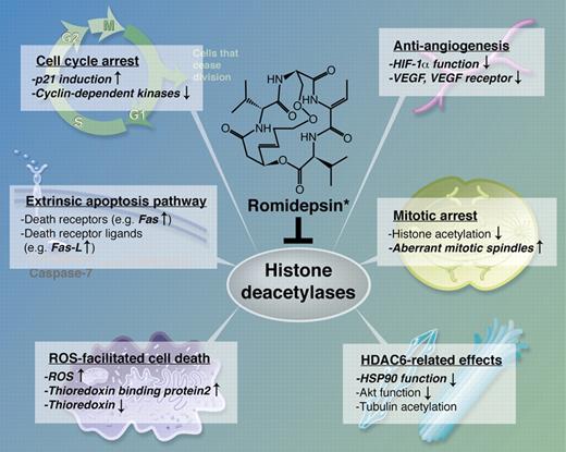 Romidepsin-mediated HDAC inhibition enhances myeloma cell death via several mechanisms (adapted from Xu et al4). Professional illustration by Alice Y. Chen.