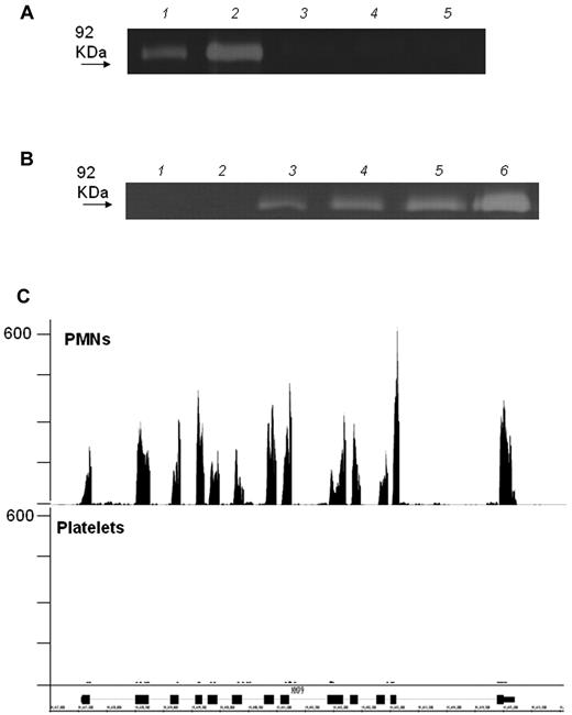 Figure 1. Detection of activity and mRNA of MMP-9 in platelets. (A) Zymography of highly purified platelet lysates prepared according to 3 different methods (lane 3 = complete lysis buffer; lane 4 = the same lysis buffer but without EDTA and Na3VO4; lane 5 = 3 cycles of freezing in liquid nitrogen and thawing at 37°C). Two concentrations of MMP-9, used as standards, are shown in lanes 1 and 2. No MMP-9 is detectable in platelet lysates prepared by any of the 3 methods. (B) Zymography of highly purified platelets, alone (lane 1) or with added white blood cells at platelet leukocyte ratios of 789:1 (lane 4), 24 000:1 (lane 3), and 47 000:1 (lane 2). PMNs lysate and a concentration of MMP-9 used as standards, are shown in lanes 5 and 6, respectively. (C) RNA-seq analysis for MMP-9 mRNA in platelet and PMN lysates. Matched sequences are aligned to the MMP-9 gene using the Integrated Genome Browser (IGB). Gene map (bottom portion of the panel, oriented 5′-3′ direction) is represented by thick (exon) and thin (intron) lines. The transcript levels were quantified using RPKM (reads per kilobase of exon model per million mapped reads). The RPKM for adult PMNs without any treatment is 82.6916 compared with 0.4619 for platelets.