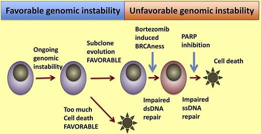 Synthetic lethal model for dual inhibition of single-stranded and double-stranded DNA repair. Cells that have some degree of genomic instability acquire genomic complexity that allows for favorable clonal selection and emergence of favorable genetic traits that confer proliferation, survival, or drug-resistant phenotypes. In a random stochastic process some of these cells suffer irreparable damage and cannot divide further. If this genomic instability is further increased such as the “BRCAness” induced in myeloma cells by bortezomib, it creates further challenges to myeloma cells. If subsequent inhibition of single-stranded DNA repair is inhibited by PARP inhibitors, Neri and colleagues are able to induce cell death.