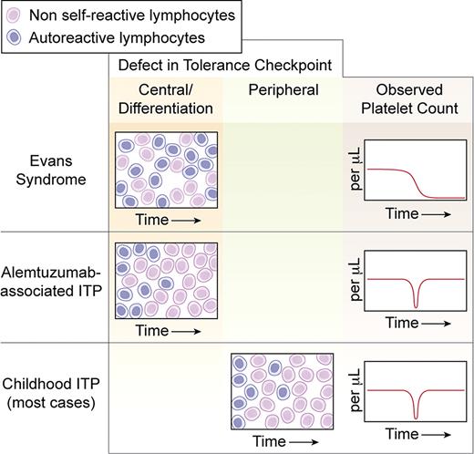 Defects in lymphocyte immune tolerance checkpoints may lead to inappropriate recognition of platelet self-antigens, causing immune thrombocytopenia (ITP). In Evans syndrome, a central defect resulting in persistence of an autoreactive lymphocyte clone produces ITP and chronic thrombocytopenia. Alemtuzumab-associated ITP may be due to of a central defect in immune tolerance that develops during initial recovery of the lymphocyte pool and resolves as further reconstitution of B and T lymphocytes occurs, concurrent with improvement in the platelet count. In most cases of childhood ITP, an acquired loss of peripheral tolerance due to of immune stimulation by an exogenous precipitant (viral antigen, immunization) typically resolves once exposure to the antigen dissipates, leading to spontaneous remission of ITP. Conceptualized platelet count trends are representative of the potential for platelet count recovery after limited or no intervening medical therapy; because of inter-individual disease-modifying factors, remissions may not occur in every patient. Pink-shaded lymphocytes represent non self-reactive species; purple-shaded lymphocytes represent those with autoreactive potential. Professional illustration by Kenneth X. Probst.