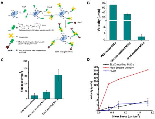 Figure 1. Cell surface engineered MSCs display enhanced rolling intactions in vitro. (A) Conjugation of sLex on the surface of the MSCs through covalent biotinylation and a streptavidin-biotin bridge. (B) Velocity of sLex-modified cells compared with PBS-treated cells and glucose-modified cells at 0.36 dyne/cm2 on P-selectin–coated substrates. (C) Number of interacting sLex-modified cells compared with PBS-treated cells and glucose-modified cells per unit area at 0.36 dyne/cm2 on P-selectin–coated substrate over 10 seconds with 0.45 mm2 area. (D) Velocity of sLex-modified MSCs, HL60, and free stream velocity (theoretically calculated from flow chamber geometry and fluid flow rate) at increasing shear stress.