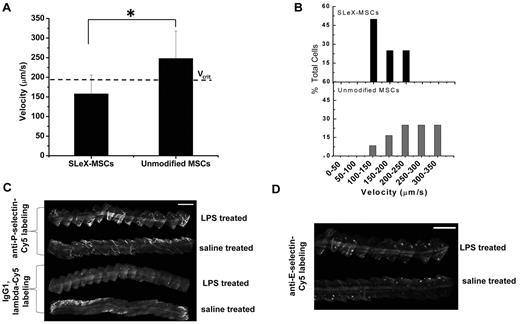 Figure 3. In vivo rolling velocity of surface engineering MSCs and selectin expression. (A) Velocity of sLex-modified MSCs and unmodified MSCs on inflamed endothelium within a vessel of 47 μm diameter where the critical velocity (Vcrit) is 191 μm/s. (B) Representative distribution of velocity showing 75% of sLex-MSCs and 25% of unmodified MSCs are below the critical velocity. Cells traveling below the critical velocity decelerate on the vessel wall through receptor/ligand-mediated adhesive interactions. (C) In vivo confocal images of anti–P-selectin–labeled postcapillary venules 24 hours after LPS stimulation. Top: Two venules represent anti–P-selectin–Cy5 labeling in LPS-treated ear and saline-treated ear. Bottom: Two venules represent IgG1, λ-Cy5 labeling in LPS-treated ear and saline-treated ear. Bar represents 500 μm. (D) In vivo confocal images of anti–E-selectin–labeled postcapillary venules 24 hours after LPS stimulation. Top venule represents anti–E-selectin–Cy3 labeling in LPS-treated ear, and bottom venule represents anti–E-selectin–Cy3 labeling in saline-treated ear. Bar represents 500 μm *P < .05.