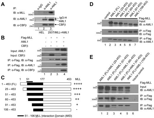 Figure 1. Physical interaction between MLL and AML1. (A) Interaction between the endogenous MLL and AML1 proteins in HEL cells. HEL cell nuclear lysates were used for immunoprecipitation (lane 1-2) with IgG and anti-AML1 polyclonal antibodies cross-linked with protein A sepharose beads followed by Western blot with the indicated antibodies. Nuclear lysates prepared from 293T cells that coexpress Flag tagged MLL and AML1 were used as an IP control (lane 3) with the anti-AML1 polyclonal antibodies cross-linked with protein A sepharose beads. (B) Interaction of MLL and AML1 when both are expressed in 293T cells in the absence or presence of CBFβ, followed by immunoprecipitation (IP) and Western blot. The transfections were indicated as in lane 1, vector alone; lane 2, Flag tagged MLL and CBFβ; lane 3, Flag tagged MLL and AML1; and lane 4, Flag tagged MLL, AML1, and CBFβ. Row 1 indicates AML1 input, row 2 indicates CBFβ input, row 3 indicates Flag tagged MLL IP and Western blot, row 4 indicates Western blot of AML1 with IP samples in row 3, and row 5 indicates Western blot of CBFβ with IP samples in row 3. (C) Diagram of a series of AML1 N-terminal deletion constructs: AML1 (1-453, 25-453, 51-453, 60-453, 90-453, and 106-453), and the strength of their interaction with MLL as indicated (either – or + derived from experiment in panel E). (D) Determination of the MLL interacting domain in AML1 by IP and Western blot using the N-terminal deletion constructs of AML1 shown in panel C. (E) Competitive interaction between MLL and full-length AML1 and coexpressed N-terminal deletion constructs of AML1 in 293T cells. The upper band in lanes 1-5, top panel indicate AML1 (1-453), while the lower band in lanes 1-5 indicate AML1 (25-453, 51-453, 60-453, 90-453, and 106-453). The bands (both upper and lower) in lanes 1-3, bottom panel indicate the same bands as the top panel, whereas lanes 4-5 indicate only the AML1 (1-453) band, but not the AML1 (90-453 or 106-453) bands.