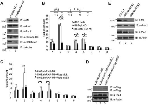 Figure 2. Mll dictates the level of H3K4 tri-methylation at PU.1 regulatory regions. (A) Western blot of nuclear extracts from control cells (lane1) and Mll knockdown cells (lane 2) with indicated antibodies, anti-MLL, anti-AML1, anti-PU.1, anti-H3, anti-H3K4me3, and anti-actin. (B) Chromatin immunoprecipitation (ChIP) assays were performed using H3K4 tri-methylation specific antibodies and multiple primer sets to assay H3K4me3 levels at the PU.1 locus to detect the effects of shRNA-mediated knockdown of Mll in the early myeloid progenitor 416B cells. The ChIP primers localized at 1, 5′ URE; 2, 3′URE; 3, −5kb; 4, promoter; 5, +0.4 kb; 6, +6 kb; 7, +17 kb at PU.1 locus; 8, control primers at Gapdh gene locus. (C) Rescue of the H3K4me3 marks in the PU.1 URE and promoter regions after reintroduction of full-length human MLL, but not a deletion mutant form (MLL-ΔSET) that lacks a SET domain; in 416B cells that express shRNA knock down of the Mll. (D) IP or direct Western blot with indicated antibodies in established MLL and MLL-ΔSET stable expression 416B cell lines: lane 1, 416B cells that express shRNA knock down of the Mll; lane 2, 416B cells that express shRNA knock down of the Mll and overexpress Flag tagged MLL; lane 3, 416B cells that express shRNA knock down of the Mll and overexpress Flag tagged MLL-ΔSET. Row 1 indicates IP with anti-Flag beads and Western blot with Flag antibodies; row 2 indicated direct Western blot with anti-PU.1 antibodies; and row 3 indicated direct Western blot with anti-actin antibodies. (E) Western blots of nuclear extracts isolated from pLKO.1 infected control bone marrow Lin− c-Kit+ cells (lane 1) and Mll knockdown cells (lane 2-3) using anti-MLL, anti-AML1, anti-PU.1, and anti-actin antibodies.