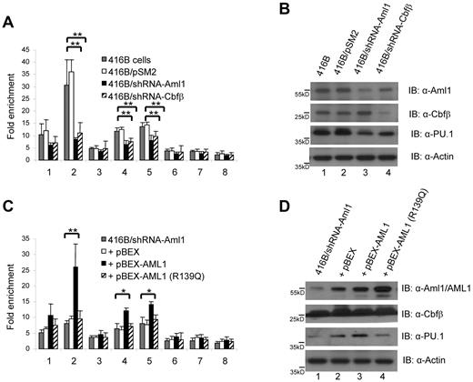 Figure 3. Both Aml1 and Cbfβ are required for maintaining H3K4 tri-methylation at PU.1 regulatory regions. (A) ChIP assays were performed to assess the level of H3K4 trimethylation at the PU.1 locus in 416B cells in which knockdown of either Aml1 or Cbfβ was accomplished using specific shRNAs. (B) Reduction in PU.1 levels following knockdown of either Aml1 or Cbfβ. Western blots were done using indicated antibodies (row 1, anti-AML1; row 2, anti-CBFβ; row 3, anti-PU.1) with controls (lane 1-2) and Aml1 and Cbfβ knockdown cells (lane 3-4). (C) Rescue of the H3K4me3 mark within the PU.1 URE and promoter regions following reintroduction of wild-type human AML1, but not a DNA binding mutant form of AML1 (R139Q). (D) Loss of PU.1 expression following knockdown of AML1, which could be restored following AML1 overexpression, but not AML1 (R139Q) overexpression. Western blot using indicated antibodies (row 1, anti-AML1; row 2, anti-CBFβ; row 3, anti-PU.1) with controls (lane 1-2) and AML1 (lane 3) and AML1 (R139Q; lane 4) overexpression in Aml1 knockdown cells.