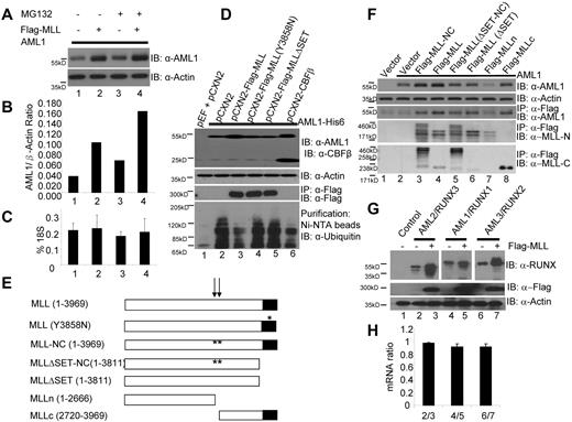 Figure 4. MLL stabilizes AML1. (A) Stabilization of AML1 in 293T cells by coexpression of MLL or presence of MG132, a proteasome inhibitor. (B) Ratio of AML1/β-Actin is determined by densitometry based on the Western blot in Figure 4A. (C) Real-time PCR measurement of AML1 mRNA levels in experiment shown in Figure 4A. (D) Inhibition of AML1 poly-ubiquitination by coexpression of CBFβ and wild-type MLL but not MLL mutants. Lane 1, transfection control; lane 2, AML1-His6 with pCXN2 vector; lane 3, AML1-His6 with Flag-MLL; lane 4, AML1-His6 with Flag-MLL (Y3858N); lane 5, AML1-His6 with Flag-MLLΔSET; lane 6, AML1-His6 with CBFβ. Western blots were performed using the indicated antibodies (row 1, anti-AML1 and anti-CBFβ; row 2, anti-actin; row 3, IP with anti-Flag and IB with anti-Flag; row 4, His-tag AML1 were affinity purified with Ni-NTA magnetic Agarose beads and IB with anti-ubiquitin). (E) Diagram of a series of MLL deletion mutant constructs: MLL (1-3969), MLL (Y3858N), MLL-NC (1-3969), MLLΔSET-NC (1-3811), MLL ΔSET (1-3811), MLLn (1-2666), and MLLc (2720-3969). The arrows indicate 2 taspase I processing sites and the stars indicate the sites of the taspase I processing site mutations (cleavage site 1 mutation, D2666A/G2667A; cleavage site 2 mutation, D2718A/G2719A). (F) Interaction between AML1 and MLL deletion proteins. Lane 1, transfection control; lane 2, AML1 with pCXN2 vector; lane 3, AML1 with Flag-MLL-NC (noncleavable); lane 4, AML1 with Flag-MLL; lane 5, AML1 with Flag-MLLΔSET-NC; lane 6, AML1 with Flag-MLL-ΔSET; lane 7, AML1 with Flag-MLLn; and lane 8, AML1 with Flag-MLLc. Western blots were done using the indicated antibodies (row 1, anti-AML1; row 2, anti-actin; row 3, IP with anti-Flag and IB with anti-AML1; row 4, IP with anti-Flag and IB with anti-MLLn; row 5, IP with anti-Flag and IB with anti-MLLc). (G) Stabilization of AML1 family proteins (AML1, AML2, and AML3) by MLL. AML2 was expressed in lane 2 and 3. AML1 was expressed in lane 4 and 5. AML3 was expressed in lane 6 and 7. Flag-MLL was expressed in lane 3, 5, and 7. Western blots were done using indicated antibodies (row 1, anti-RUNX; row 2, anti-Flag; row 3, anti-actin). Spaces have been inserted in the top panel to indicate a repositioned gel lane. (H) AML2, AML1, and AML3 mRNA expression level ratios measured by real-time PCR assay in experiment of 4G. Lane 1, AML2 mRNA levels ratio between AML2 without MLL/AML2 with MLL; lane 2, AML1 mRNA levels ratio between AML1 without MLL/AML1 with MLL; lane 3, AML2 mRNA levels ratio between AML3 without MLL/AML3 with MLL.