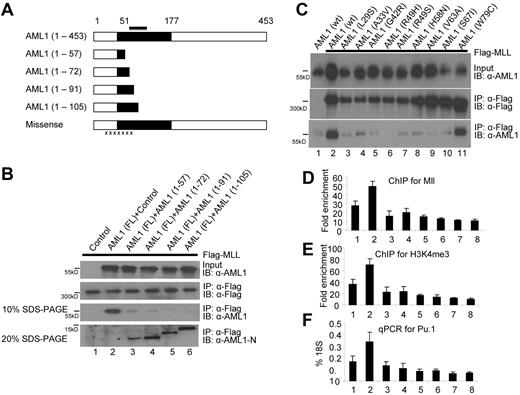 Figure 5. The interaction between MLL and AML1 is impaired by some mutant AML1 proteins found in leukemia patients. (A) Diagram of a series of the N-terminal frame shift and misssense mutations. The black bar indicates the MID. The black area indicates the Runt-domain. The black x's indicate missense mutation of AML1 found in MID (details in Figure 5C). (B) The AML1 frame shift mutants interact with MLL and block the interaction between wild-type AML1 and MLL. Lane 1, transfection control; lane 2, AML1 with vector control; lane3, AML1 with AML1 (1-57); lane 4, AML1 with AML1 (1-72); lane 5, AML1 with AML 1(1-91); and lane 6, AML1 with AML1 (1-105). Western blots were done using indicated antibodies (row 1, anti-AML1; row 2, IP with anti-Flag and IB with anti-Flag; row 3, IP with anti-Flag, running with 10% SDS-PAGE gel and IB with anti-AML1; and row 4, IP with anti-Flag, running with 20% SDS-PAGE gel and IB with anti–AML1-N). (C) The N-terminal missense mutations of AML1 impair MLL interaction. Lane 1, transfection with pCS2 vector control and AML1; lane 2, MLL with AML1; lane 3, MLL with AML1 (L29S); lane 4, MLL with AML1 (A33V); lane 5, MLL with AML1 (G42R); lane 6, MLL with AML1 (R49H); lane 7, MLL with AML1 (R49S); lane 8, MLL with AML1 (H58N); lane 9, MLL with AML1 (V63A); lane 10, MLL with AML1 (S67I); and lane 11, MLL with AML1 (W79C). Western blots were done using indicated antibodies (row 1, anti-AML1; row 2, IP with anti-Flag and IB with anti-Flag; and row 3, IP with anti-Flag, IB with anti-AML1). (D) ChIP assay with anti-MLL antibodies and with primer set at 3′URE region of PU.1 gene (Figure 2A primer set 2) with 416B stable cell lines: 1, pBEX; 2, pBEX-AML1; 3, pBEX-AML1 (1-91); 4, pBEX-AML1 (1-105); 5, pBEX-AML1 (L29S); 6, pBEX-AML1 (H58N); 7, pBEX-AML1 (R139Q); and 8, pBEX-AML1 (R177Q). (E) ChIP assay with anti-H3K4me3 antibodies and with primer set at 3′URE region of PU.1 gene (Figure 2A primer set 2) in 416B stable cell lines in experiments 5D. (F) Real-time PCR assay for PU.1 expression in 416B stable cell lines in experiments in panels D and E.