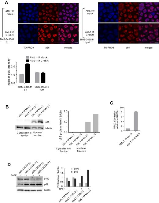 Figure 2. Canonical and noncanonical pathways of NF-κB signaling are activated in AML1-deficient cells. (A) Immunofluorescent staining of p65 in c-kit + BM cells transduced with CreER or mock from AML1 flox/flox (f/f) mice with or without BMS-345541 (1μM). Scale bar represents 10 μm. Blue indicates TO-PRO3 (nucleus), and red indicates p65. The mean intensity of nuclear localized p65 was quantified with ImageJ Version 1.41o software.31 (B) Fractionated Western blotting of p65 in c-kit + BM cells of AML1-deficient (AML1 f/f Mx+), or control (AML1 f/f Mx−) mice. (C) NFKB2 mRNA expression in BM cells transduced with CreER or mock from AML1 f/f mice 48 hours after 4-OHT addition. Error bars show mean ± SEM (D) Western blotting of NFKB2 (p100 or p52) in B220 + spleen cells from AML1 cKO mice (AML1 f/f Mx+) or control mice (AML1 f/f Mx−) with or without BAFF (200 ng/mL). Protein levels were quantified with ImageJ Version 1.41o software.31