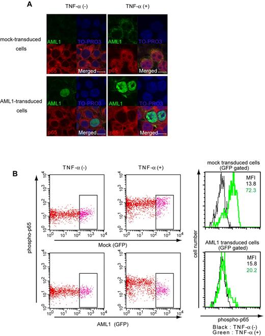 Figure 3. AML1 inhibits nuclear translocation and phosphorylation of p65. (A) Nuclear translocation assays of p65 in HEK293T cells transduced with AML1 or mock, 20 minutes after the addition of TNF-α. Scale bar represents 10 μm. Green indicates AML1; blue indicates TO-PRO3 (nucleus); and red indicates p65. (B) Intracellular FACS analysis of phospho-p65 (Ser 536) in HEK293T cells transduced with AML1 or mock. GFP-positive fractions were gated. Green line shows phosphorylated p65 protein 5 minutes after TNF-α stimulation. MFI indicates mean fluorescence intensity.