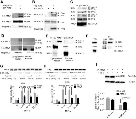 Figure 4. AML1 physically interacts with IKK complex and inhibits its kinase activity. (A-B) Interaction between AML1 and IKK complex. HEK293T cells were transfected with plasmids encoding for HA-AML1, FLAG-IKKα (A) and FLAG-IKKβ (B), as indicated, and extracts were immunoprecipitated with the antibody against FLAG. Western blots of the input lysate or immunoprecipitates were analyzed using the indicated antibodies. (C) Endogenous interaction between AML1 and the IKK complex in Jurkat cells. Cell extract from the Jurkat cells was immunoprecipitated with the antibody against AML1. Western blots of the input lysate or immunoprecipitates were analyzed using the indicated antibodies. (D) Interaction between AML1 and the IKK complex in cytoplasmic or nuclear fraction in HEK293T cells. (E) Endogenous interaction between AML1 and the IKK complex in cytoplasmic or nuclear fraction in Jurkat cells. (F) Endogenous interaction between AML1 and the IKK complex in U937 cells. Cell extract from the U937 cells was immunoprecipitated with the antibody against AML1. Western blots of the total lysate or immunoprecipitates were analyzed using the indicated antibodies. (G-H) In vitro kinase assays of IKKα (G) or IKKβ (H) in HEK293T cells transduced with AML1 or mock. Kinase activities were detected by autoradiography and quantified with ImageJ Version 1.41o software.31 Error bars show mean ± SEM. (I) Western blotting of IκBα degradation in HEK293T cells transduced with AML1 or mock. Protein levels of IκBα were quantified with ImageJ Version 1.41o software.31 Error bars show mean ± SEM.
